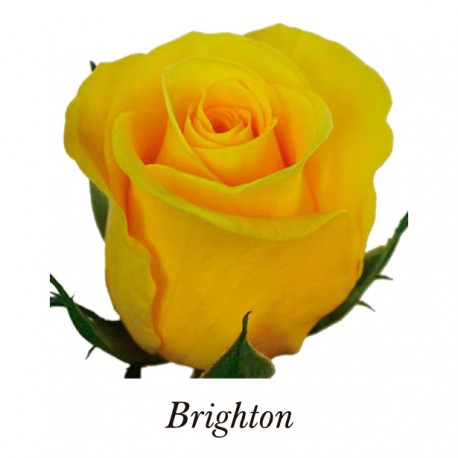 SANTOS-ROSA ECU AMARILLA BRIGHTON 50 CM X25