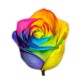 SANTOS-ROSA ECU ARCOIRIS 60 CM X25