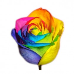 SANTOS-ROSA ECU ARCOIRIS 60 CM X25