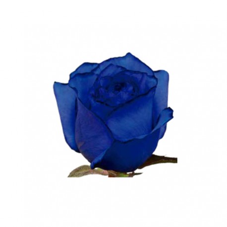 SANTOS-ROSA ECU AZUL 60 CM X25 