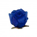 SANTOS-ROSA ECU AZUL 60 CM X25 