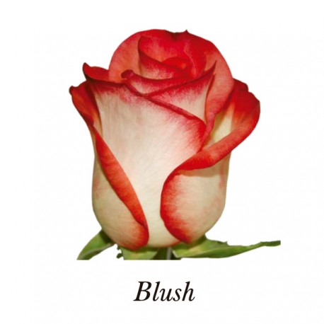 SANTOS-ROSA ECU BICOLOR BLUSH 60 CM X25