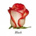 SANTOS-ROSA ECU BICOLOR BLUSH 60 CM X25