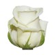 SANTOS-ROSA ECU BLANCA 40 CM X25