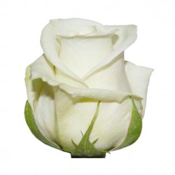SANTOS-ROSA ECU BLANCA 40 CM X25