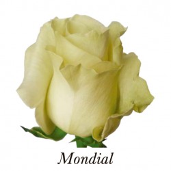SANTOS-ROSA ECU BLANCA MONDIAL 50 CM X25