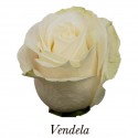 SANTOS-ROSA ECU CREMA VENDELA 40 CM X25