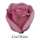 SANTOS-ROSA ECU MORADA COOL WATER 50 CM X25