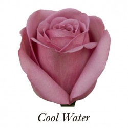 SANTOS-ROSA ECU MORADA COOL WATER 50 CM X25