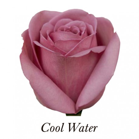 SANTOS-ROSA ECU MORADA COOL WATER 50 CM X25