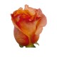 SANTOS-ROSA ECU NARANJA 40 CM X25