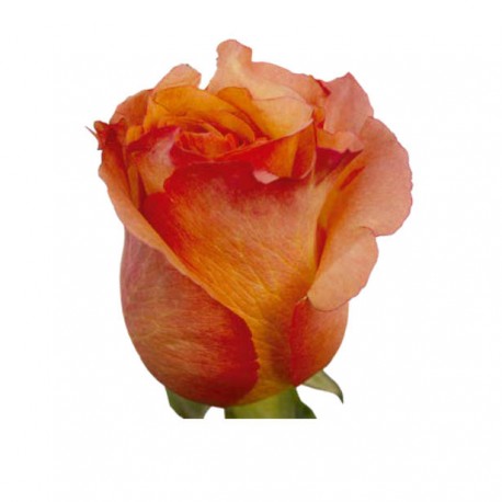 SANTOS-ROSA ECU NARANJA 40 CM X25