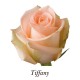 SANTOS-ROSA ECU SALMON TIFFANY 50 CM X25
