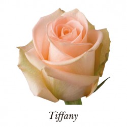 SANTOS-ROSA ECU SALMON TIFFANY 50 CM X25