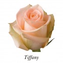 SANTOS-ROSA ECU SALMON TIFFANY 50 CM X25