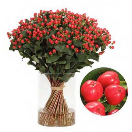 SANTOS-HYPERICUM ROJO 50 CM X 25 tallos
