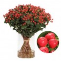 SANTOS-HYPERICUM ROJO 50 CM X 25 tallos