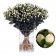 SANTOS-HYPERICUM BLANCO 50 CM X 25 tallos