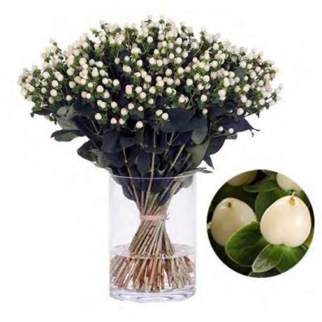 SANTOS-HYPERICUM BLANCO 50 CM X 25 tallos