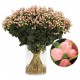 SANTOS-HYPERICUM ROSA 50 CM X 25 tallos