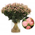 SANTOS-HYPERICUM ROSA 50 CM X 25 tallos