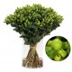 SANTOS-HYPERICUM VERDE 50 CM X 25 tallos