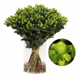 SANTOS-HYPERICUM VERDE 50 CM X 25 tallos