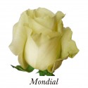 ROSA ECU BLANCA MONDIAL 70 CM X25