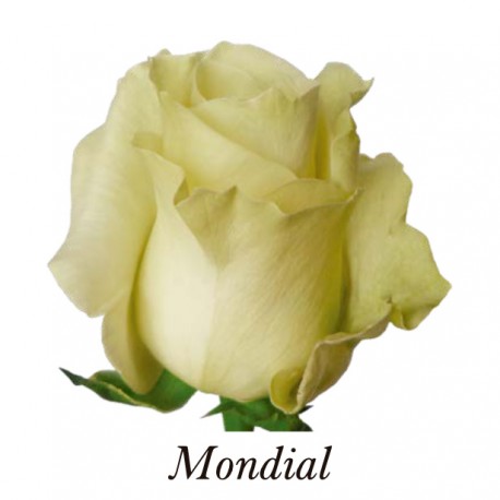ROSA ECU BLANCA MONDIAL 60 CM X25
