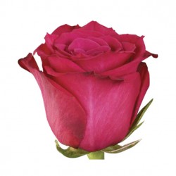 ROSA ECU FUCSIA TOPAZ 60 CM X25