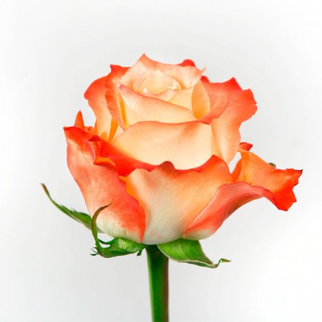SANTOS-ROSA ECU BICOLOR CABARET 60 CM X25