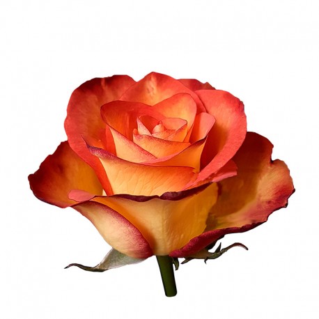 SANTOS-ROSA ECU BICOLOR HIGH MAGIC 50 CM X25