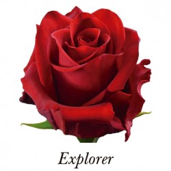 ROSA ECU ROJA EXPLORER 40 CM X25