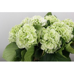 SANTOS-HORTENSIA VERDE