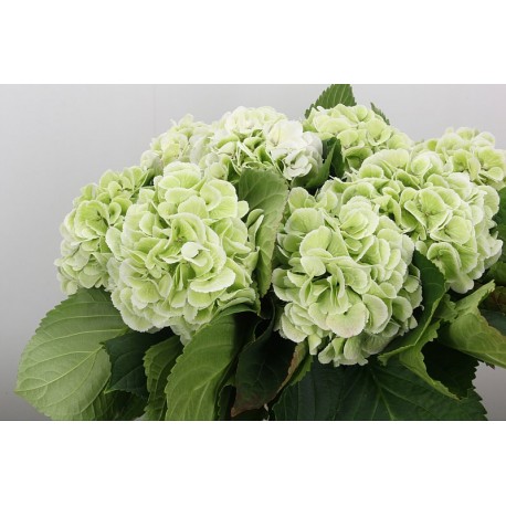 SANTOS-HORTENSIA VERDE