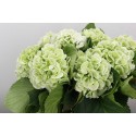 SANTOS-HORTENSIA VERDE