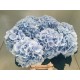 SANTOS-HORTENSIA AZUL