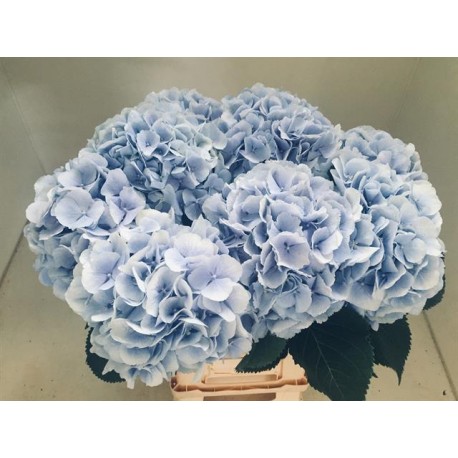 SANTOS-HORTENSIA AZUL