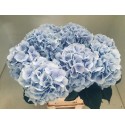 SANTOS-HORTENSIA AZUL