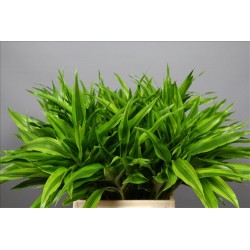 DRACAENA SANDERIANA GOLD