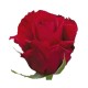 ROSA ECU ROJA FORTUNE 60 CM X25