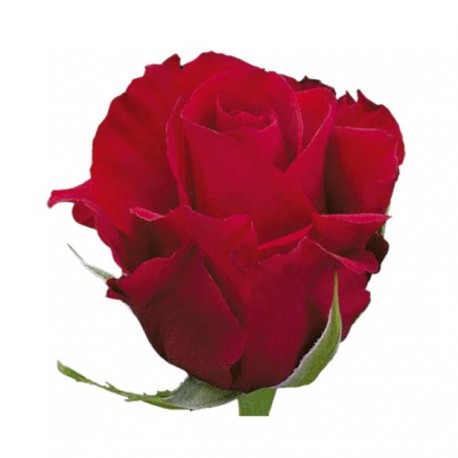 ROSA ECU ROJA FORTUNE 60 CM X25