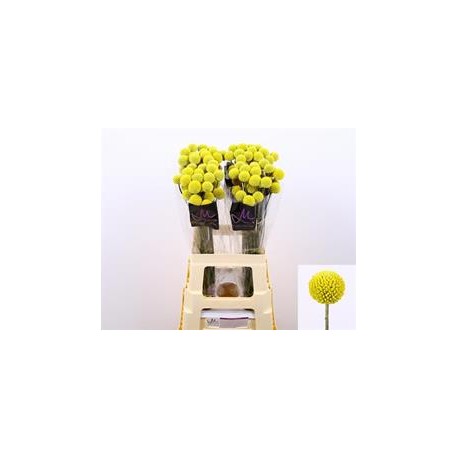 CRASPEDIA PAINT POP 70 CM