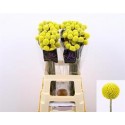 CRASPEDIA PAINT POP 70 CM