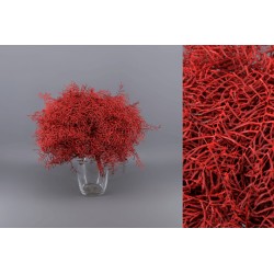 CORAL FERN PRESERVADO ROJO