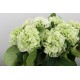 HORTENSIA VERDE COLOMBIA 60 CM