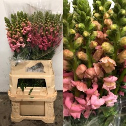 ANTHIRRINO ROSA 70 CM