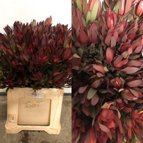 LEUCADENDRO SAFARI RAMIFICADO 70 CM