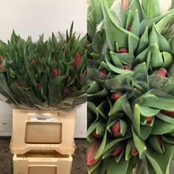 TULIPAN NACIONAL ROJO