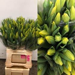 TULIPAN NACIONAL AMARILLO